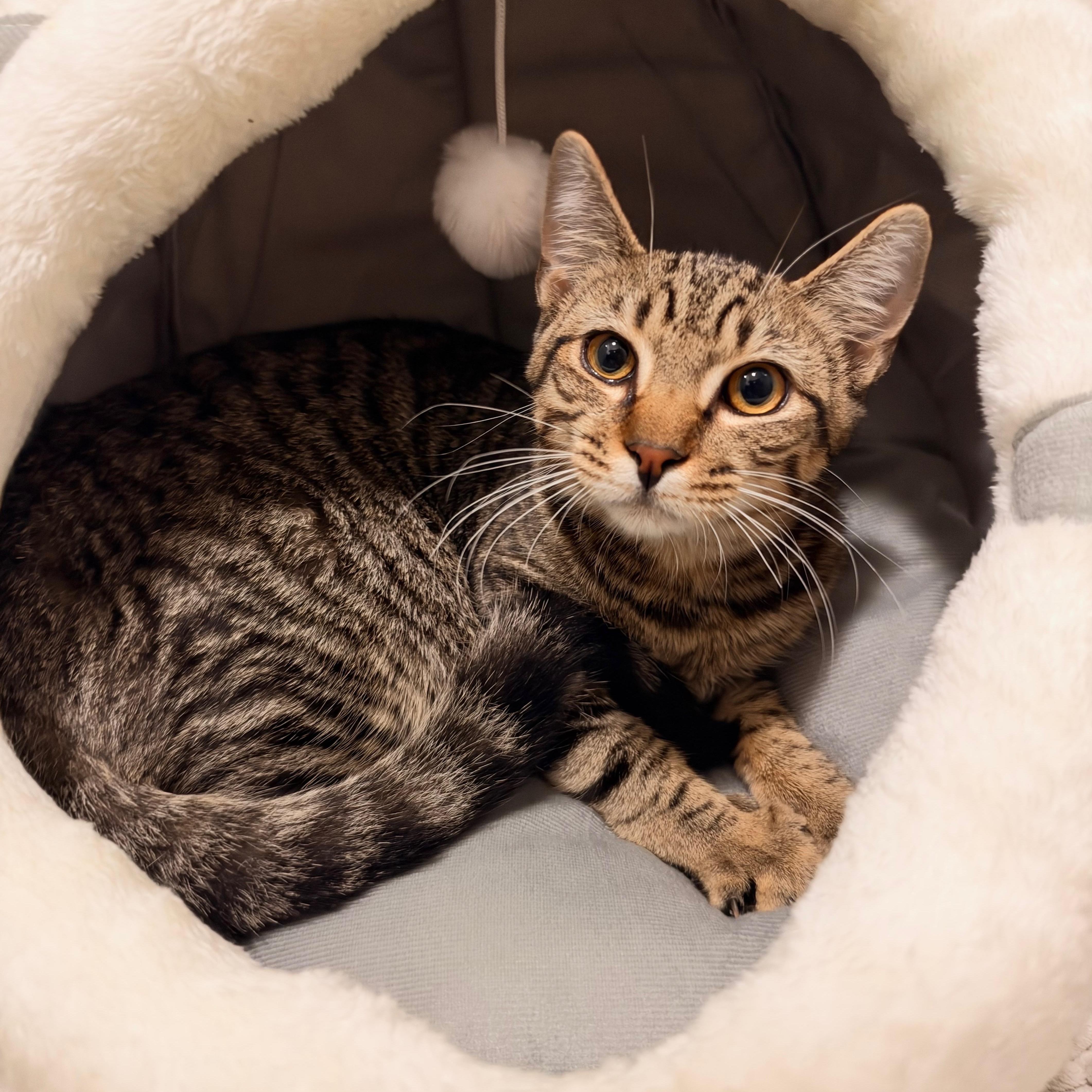 Maddox, Adoptable, Kitten Male Domestic Short Hair.