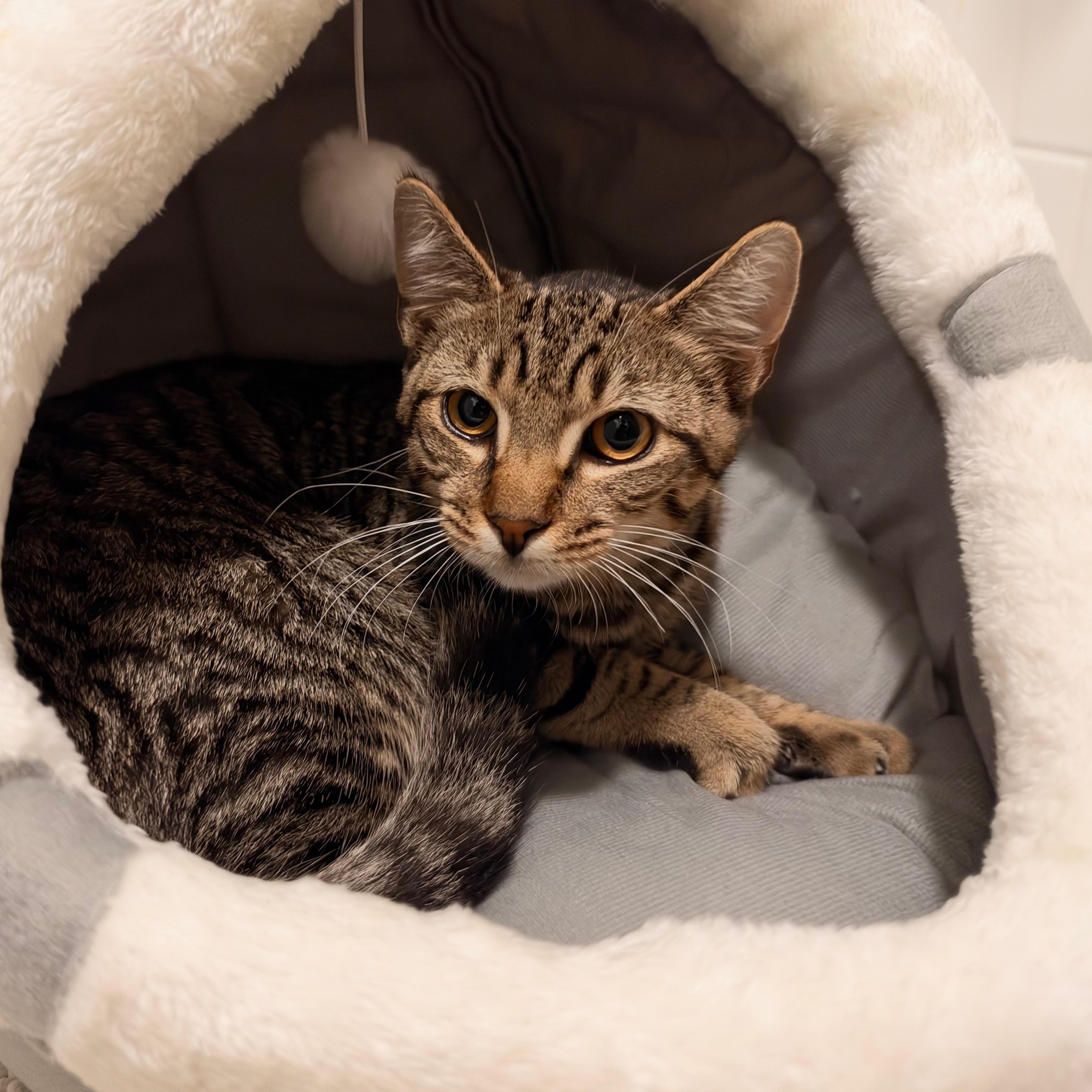 Enlarge Maddox, a Adoptable Domestic Short Hair in Norwalk, CT image 2/4