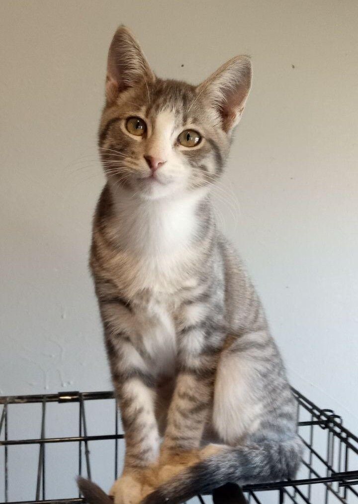 Charley, Adopted, Kitten Male Tiger.