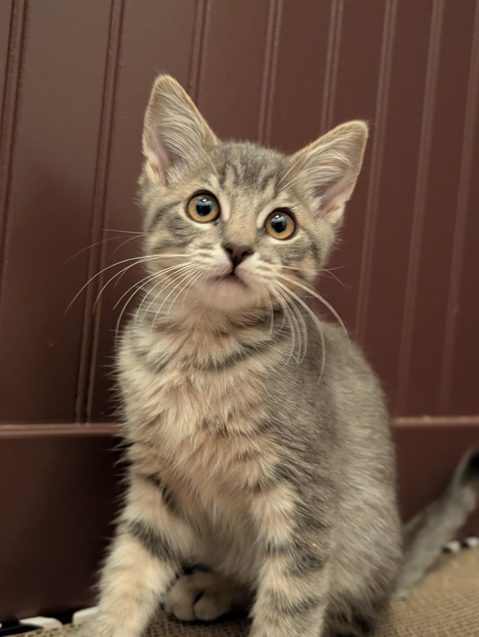 Kevin, Adoptable, Young Male Domestic Short Hair.