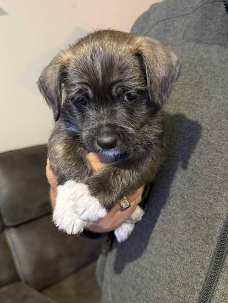 Lateef, adopted, Puppy Male Mixed Breed & Terrier.