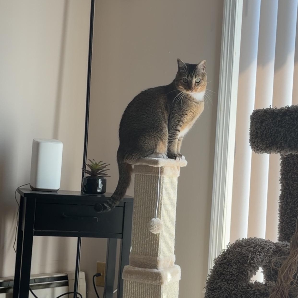 Enlarge Maddie (Bonded with Carlos), a Adoptable Domestic Short Hair in FITCHBURG, MA image 4/6