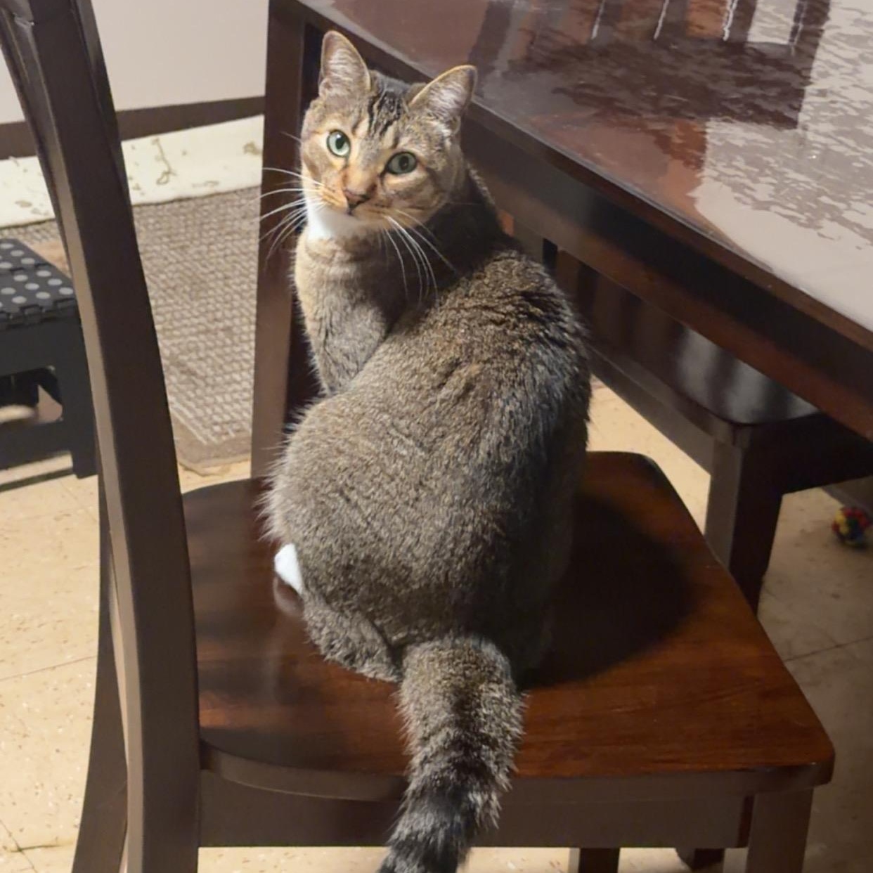 Enlarge Maddie (Bonded with Carlos), a Adoptable Domestic Short Hair in FITCHBURG, MA image 3/6
