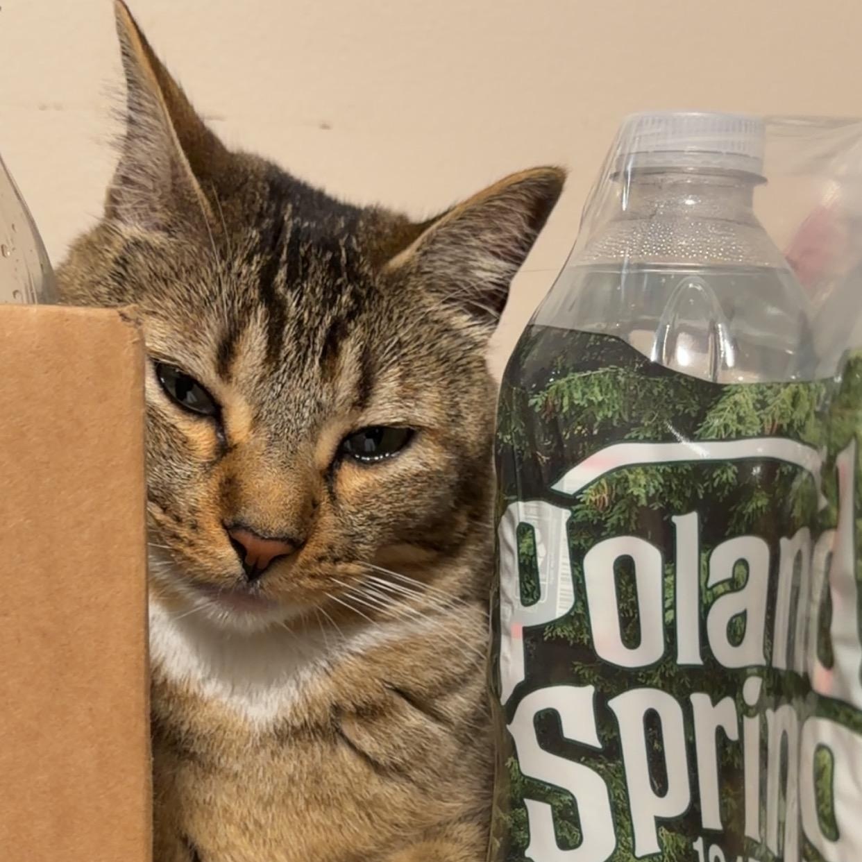 Enlarge Maddie (Bonded with Carlos), a Adoptable Domestic Short Hair in FITCHBURG, MA image 5/6