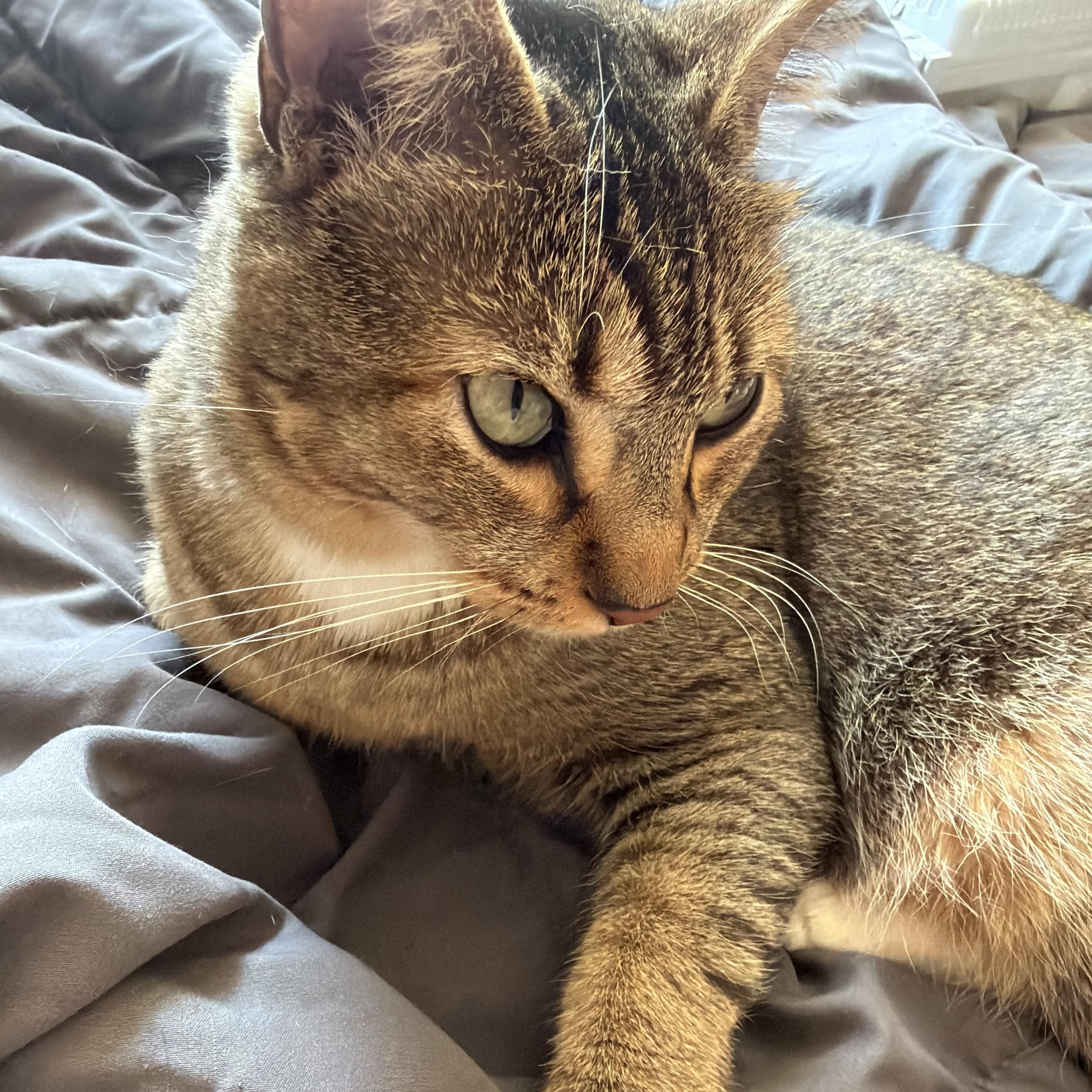 Enlarge Maddie (Bonded with Carlos), a Adoptable Domestic Short Hair in FITCHBURG, MA image 2/6