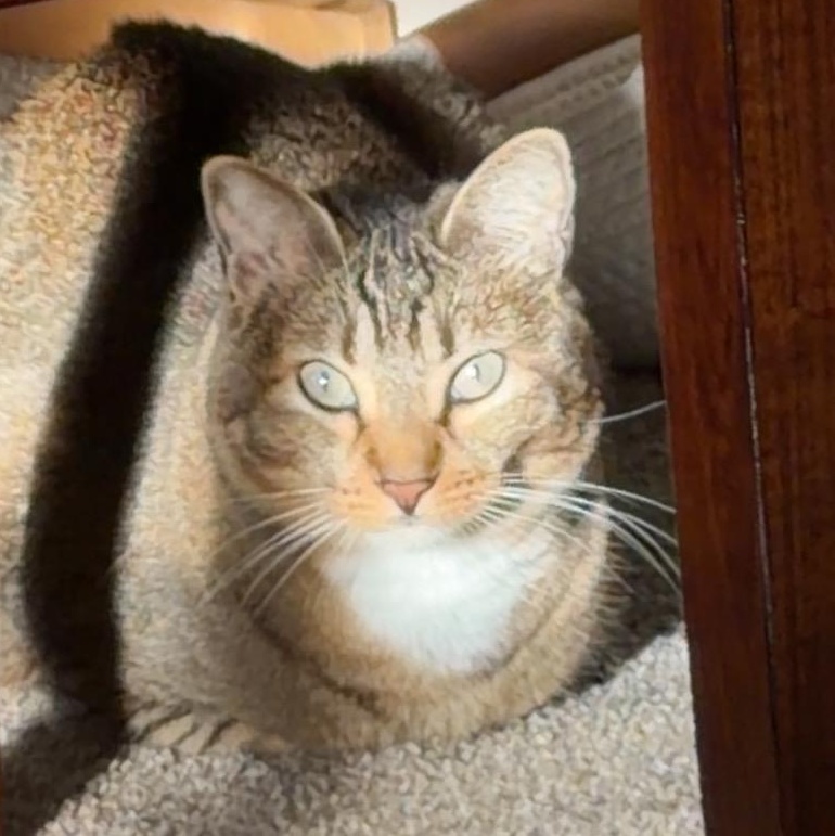 Maddie (Bonded with Carlos), Adoptable, Young Female Domestic Short Hair.