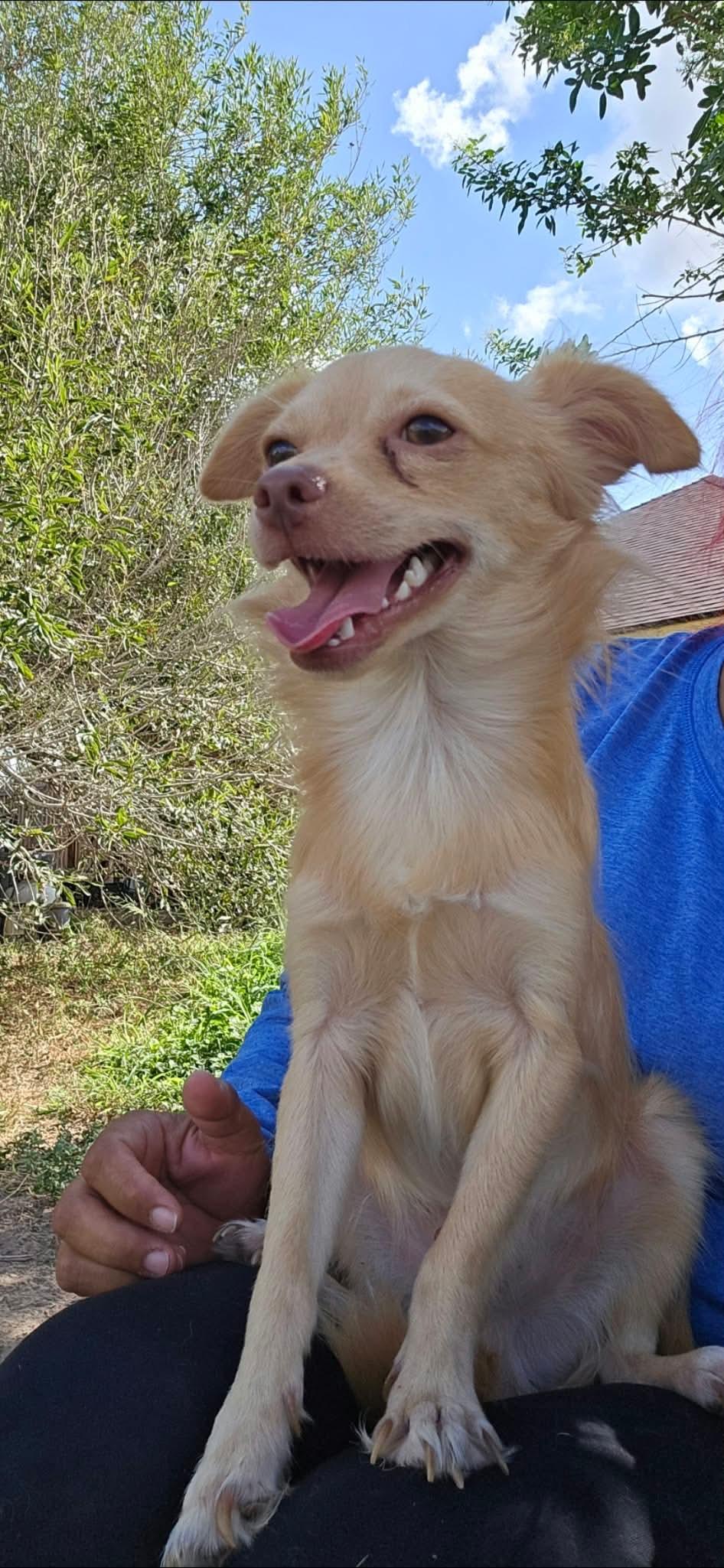 Hugh, Adoptable, Adult Male Chihuahua.