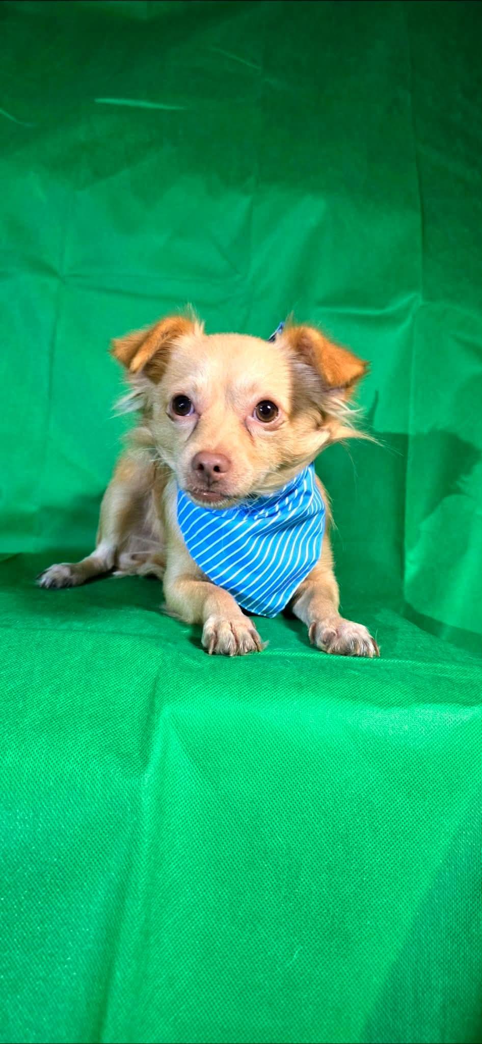 Enlarge Hugh, a Adoptable mixed breed in Seattle, WA image 4/6