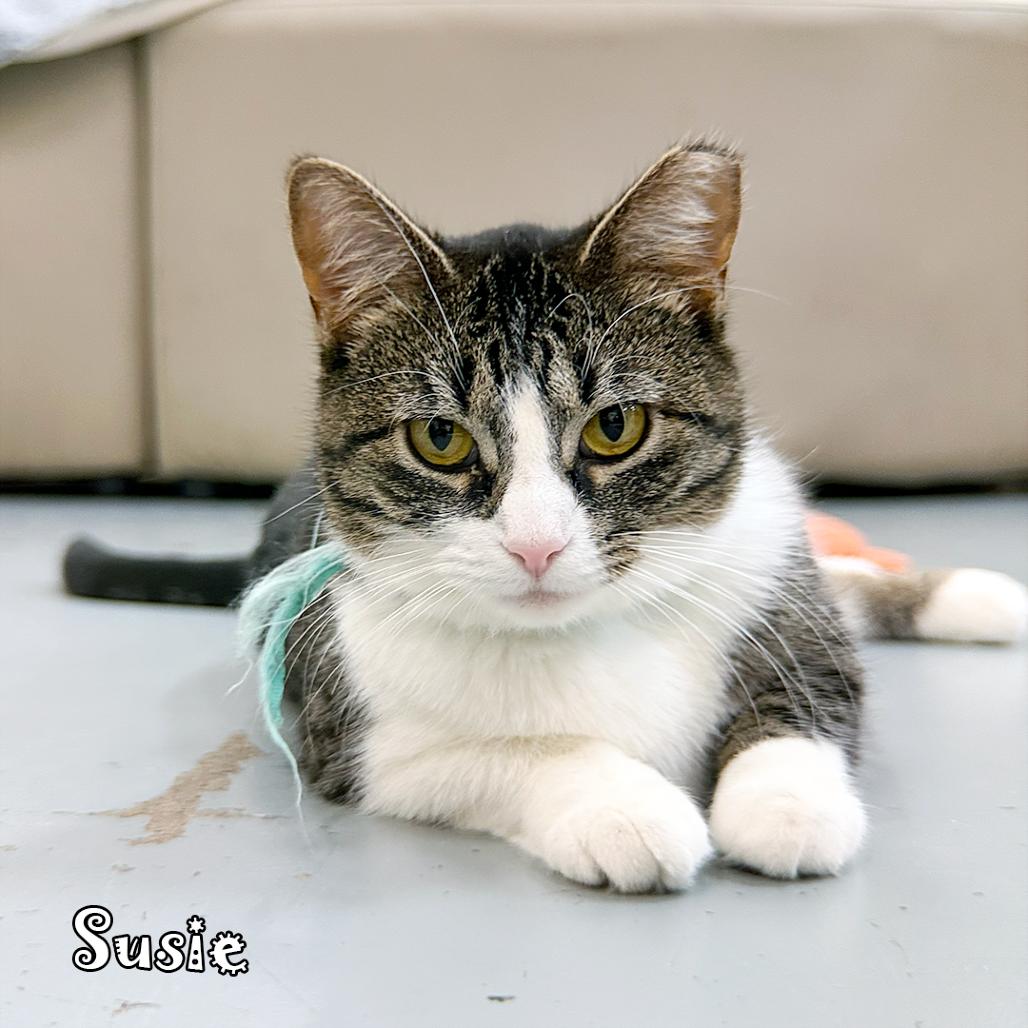 Susie @PAWZ pet cafe, a Adoptable Domestic Short Hair in Carmel, IN image 1/4