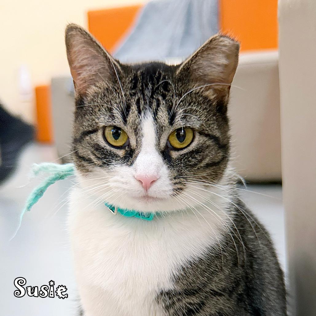 Susie @PAWZ pet cafe, a Adoptable Domestic Short Hair in Carmel, IN image 2/4