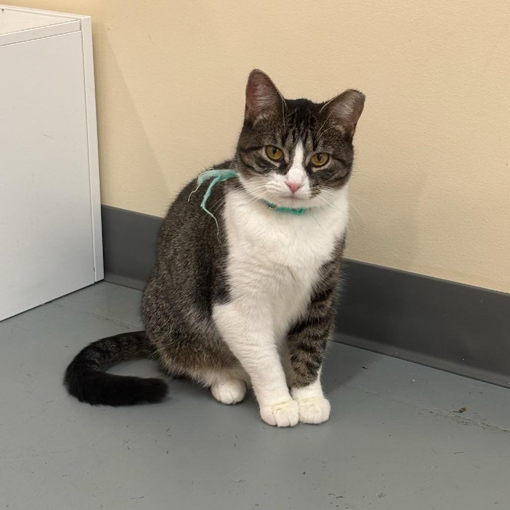 Susie @PAWZ pet cafe, a Adoptable Domestic Short Hair in Carmel, IN image 3/4