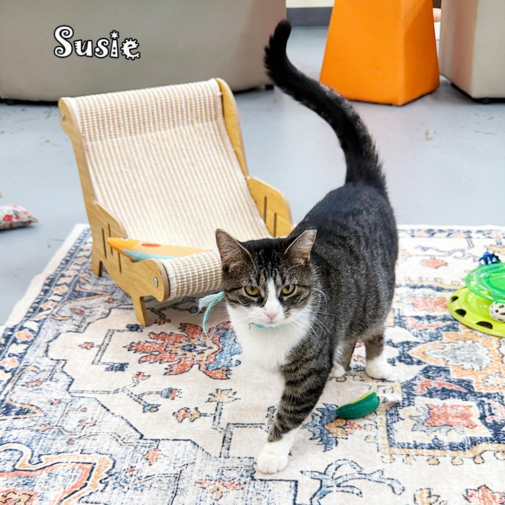 Susie @PAWZ pet cafe, a Adoptable Domestic Short Hair in Carmel, IN image 4/4