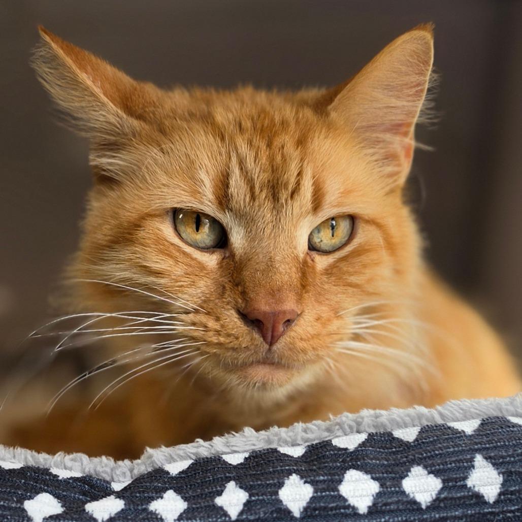 Enlarge Nigel, a Adoptable Domestic Medium Hair in Muncie, IN image 1/1