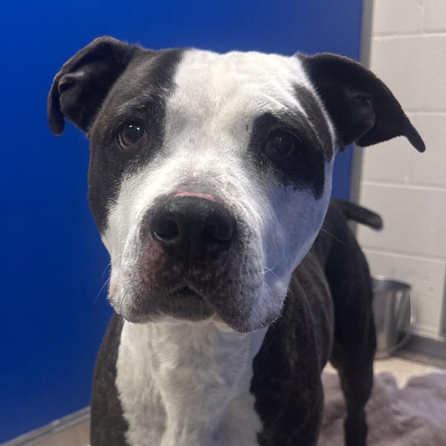 Anya, Adoptable, Senior Female Pit Bull Terrier.