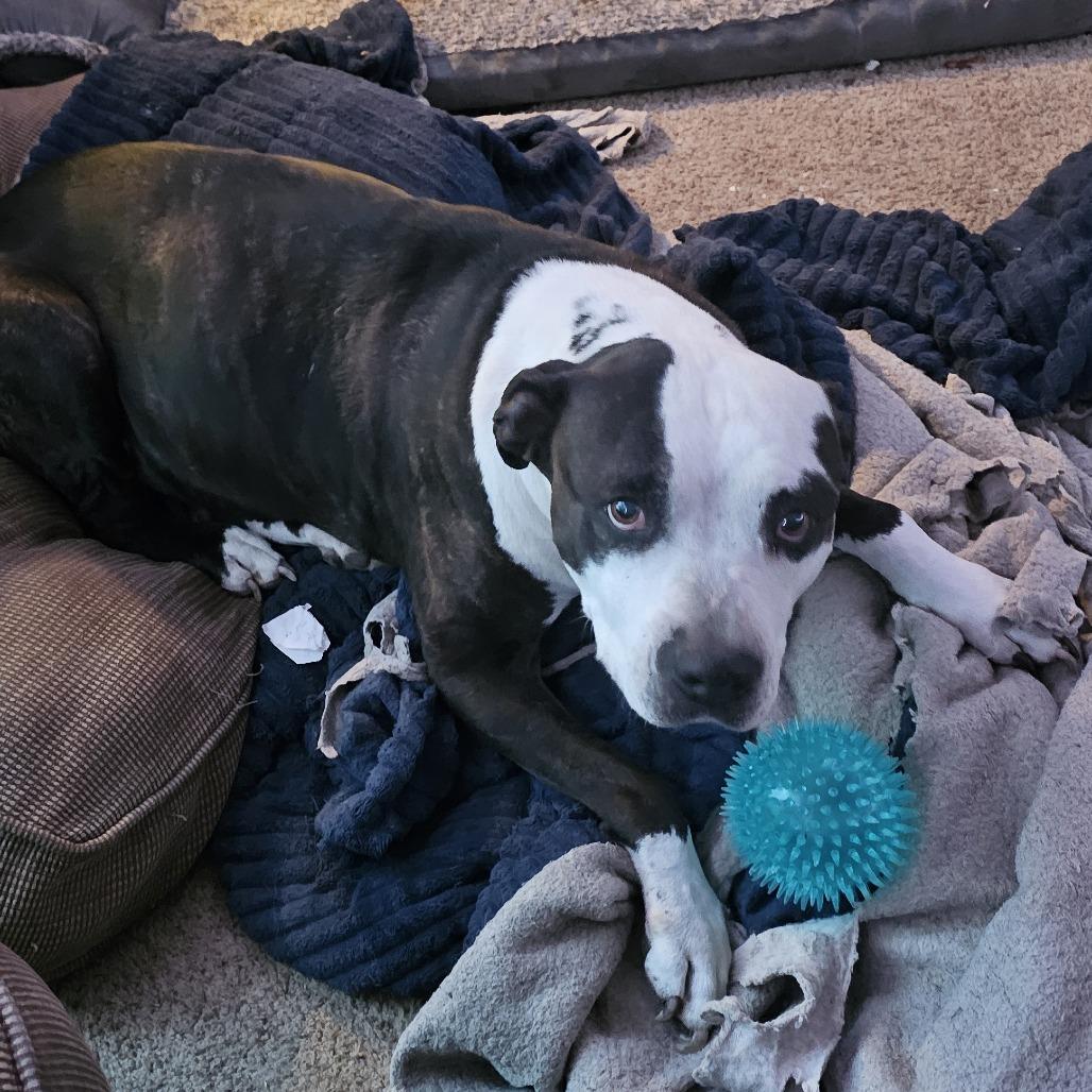 Enlarge Anya, a Adoptable Pit Bull Terrier in Reno, NV image 2/2