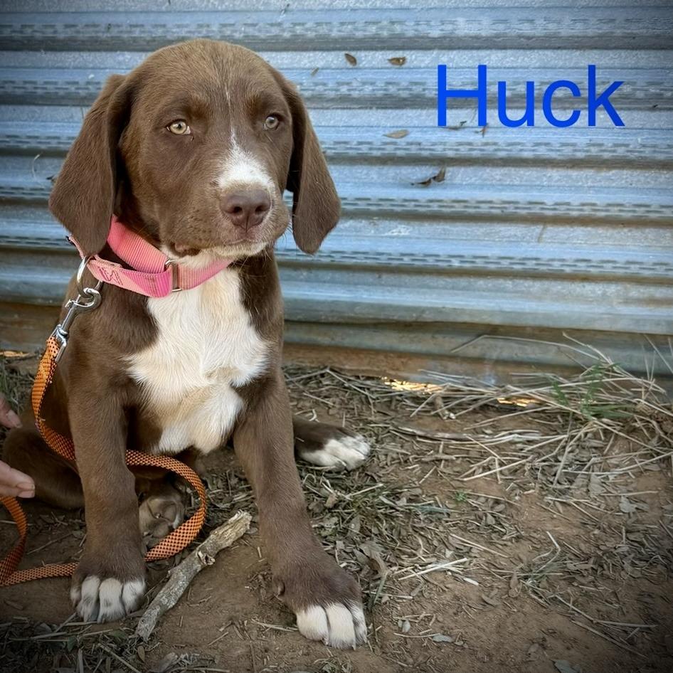 Huck, Adoptable, Puppy Male American Staffordshire Terrier & Hound.