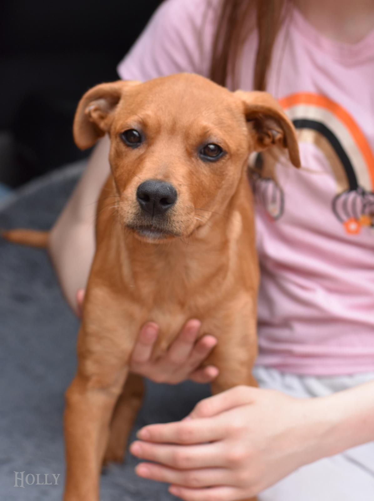 Enlarge Holly, an adopted mixed breed in Orange, CT image 4/4