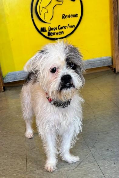 Diamond, a ADOPTABLE mixed breed in Amelia, OH image 2/4