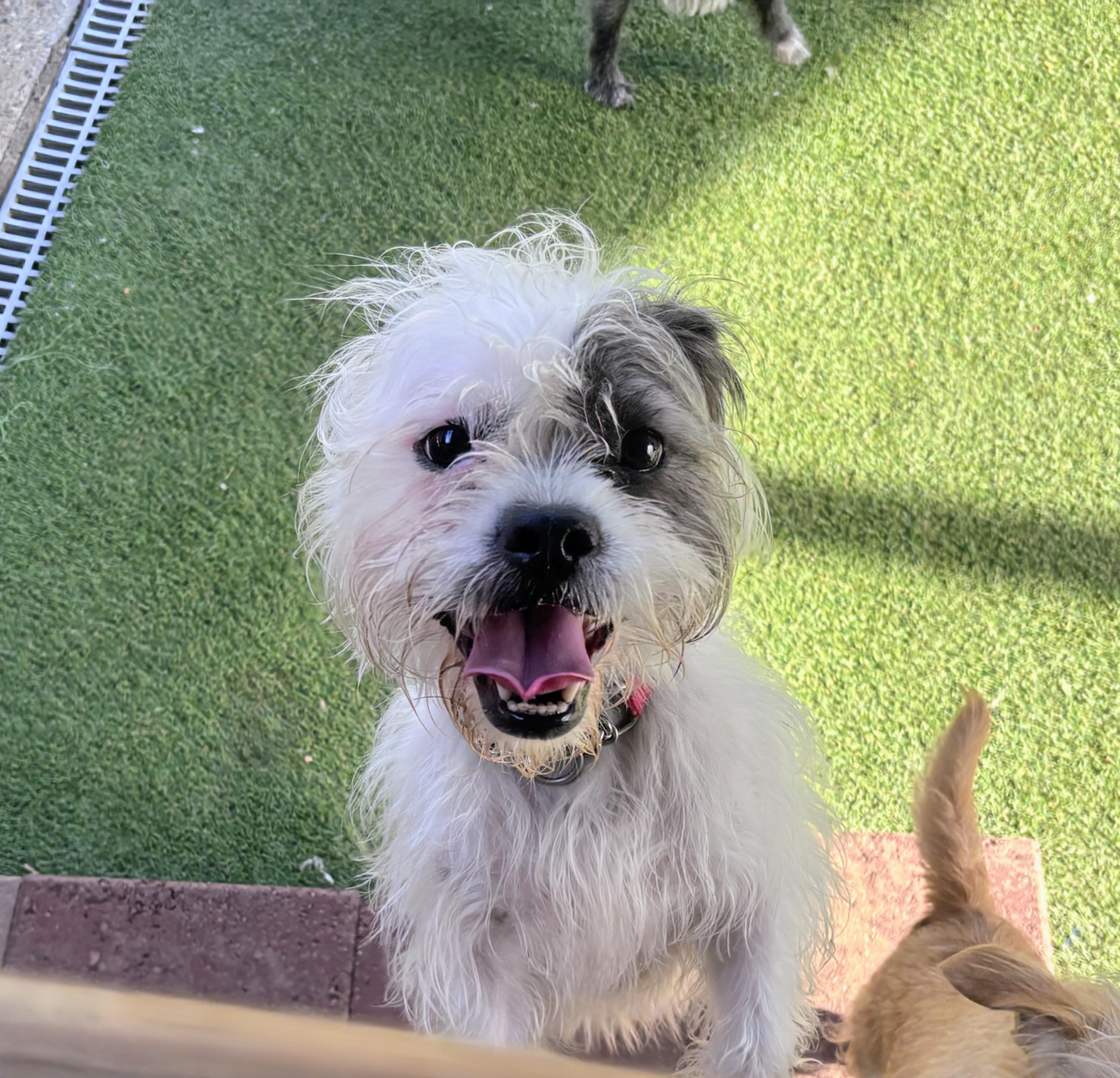 Diamond, ADOPTABLE, Young Female Affenpinscher & Wirehaired Terrier.