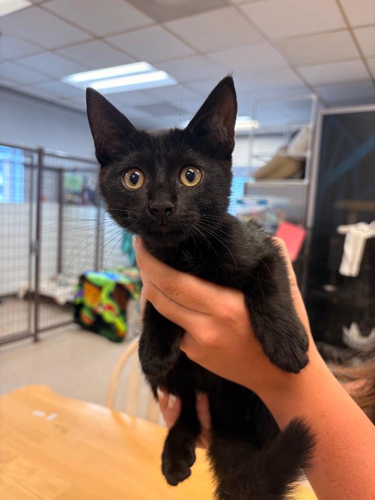 Rancher, Adoptable, Kitten Male Domestic Short Hair.