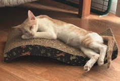 Johnny, a Adoptable Domestic Short Hair in Sherman Oaks, CA image 2/2