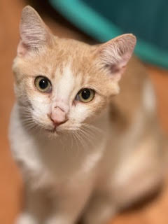 Johnny, Adoptable, Adult Male Domestic Short Hair.