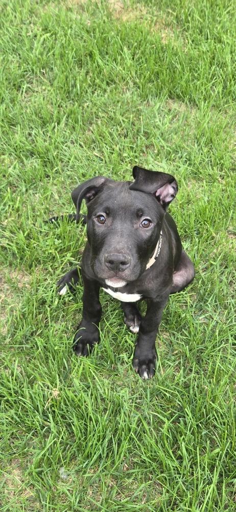 Kent (26-130 D), Adoptable, Puppy Male Mixed Breed.