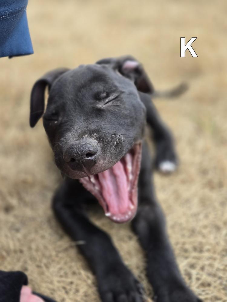Kent (26-130 D), Adoptable, Puppy Male Mixed Breed.