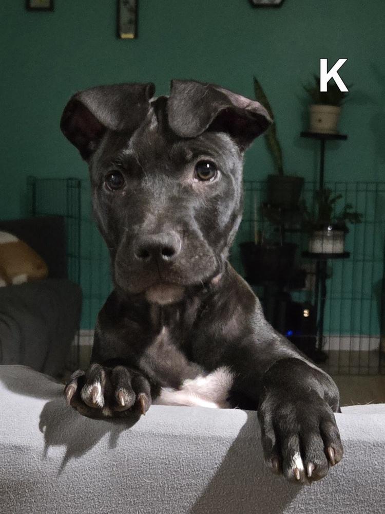 Kent (26-130 D), a Adoptable mixed breed in Lansing, MI image 2/6