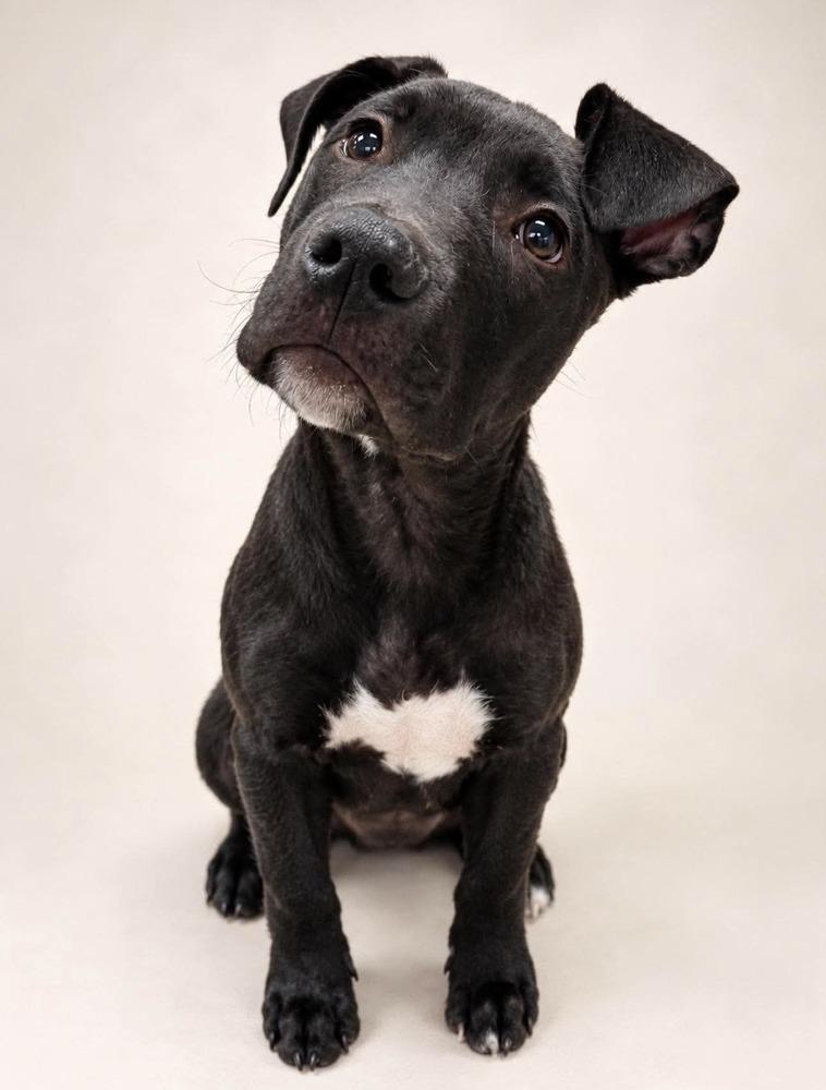 Enlarge Kent (26-130 D), a Adoptable mixed breed in Lansing, MI image 4/6