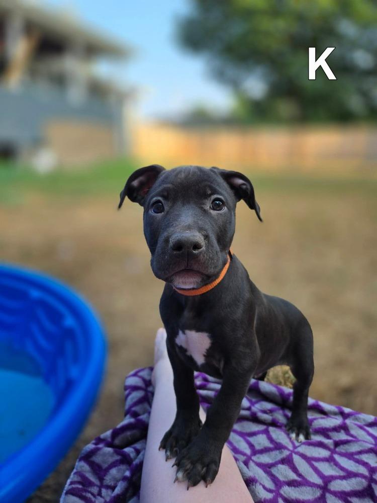 Kent (26-130 D), a Adoptable mixed breed in Lansing, MI image 3/6