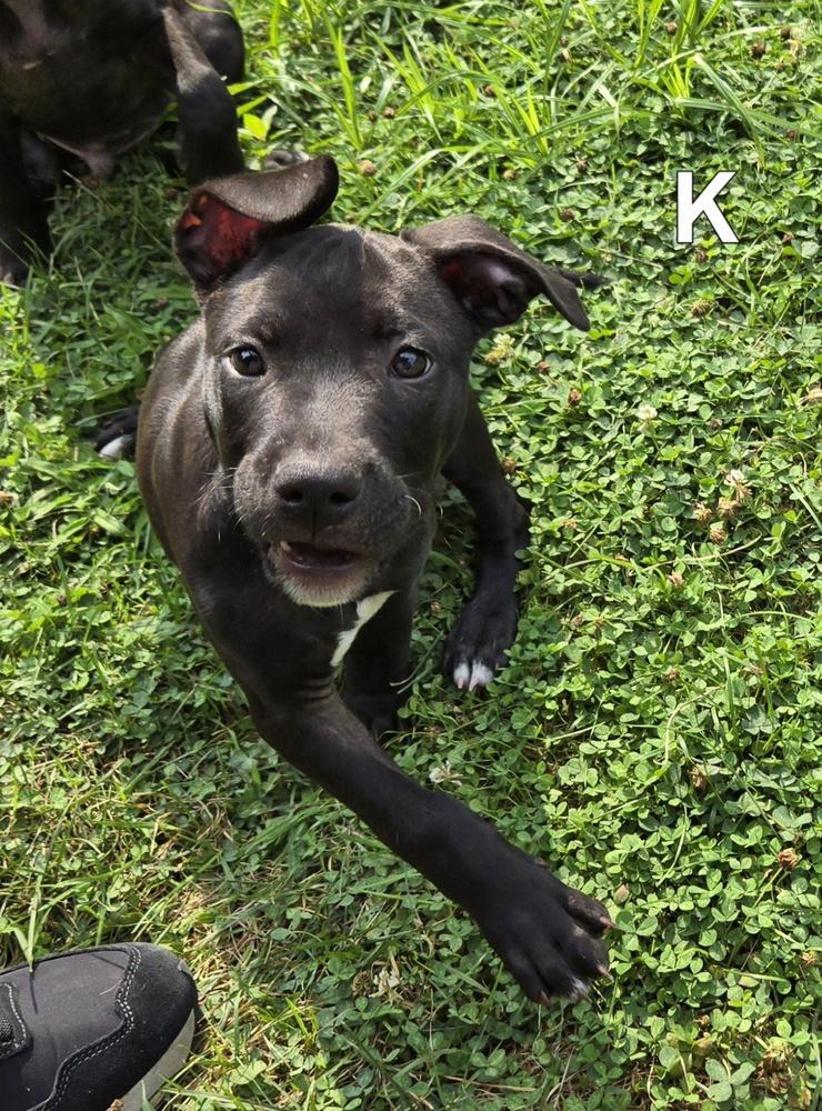 Kent (26-130 D), a Adoptable mixed breed in Lansing, MI image 4/6
