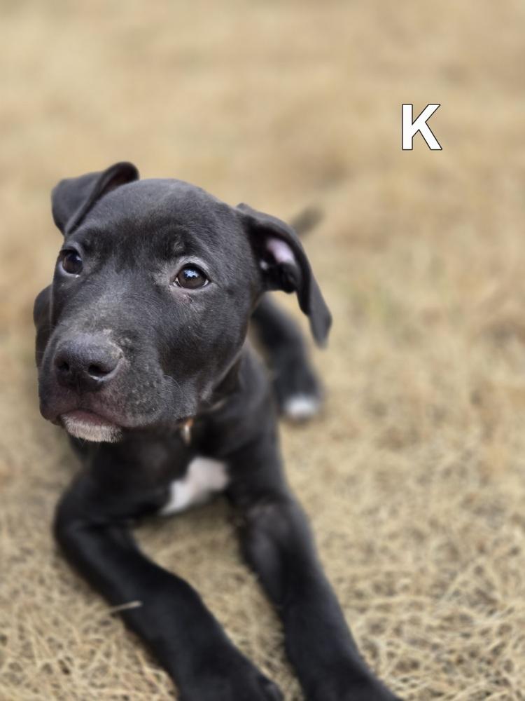 Kent (26-130 D), a Adoptable mixed breed in Lansing, MI image 5/6