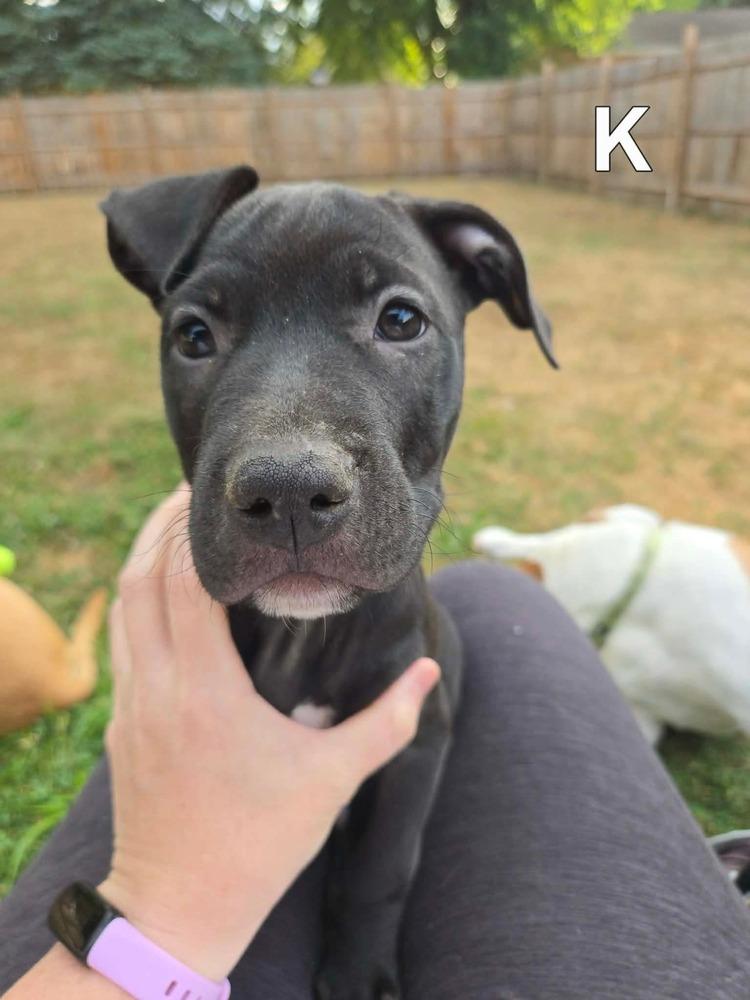 Kent (26-130 D), a Adoptable mixed breed in Lansing, MI image 6/6