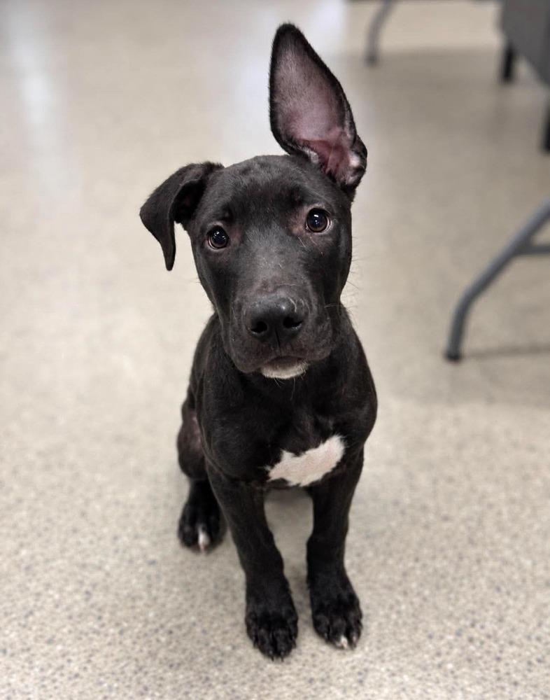 Enlarge Kent (26-130 D), a Adoptable mixed breed in Lansing, MI image 6/6