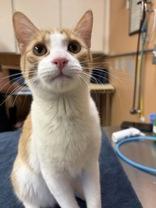Cheddar Bay Biscuit, an adopted Domestic Short Hair in Phoenix, AZ image 1/2