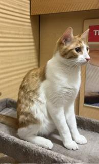 Cheddar Bay Biscuit, an adopted Domestic Short Hair in Phoenix, AZ image 2/2
