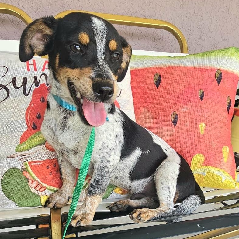 Pinky  "love Is thumbnail 3