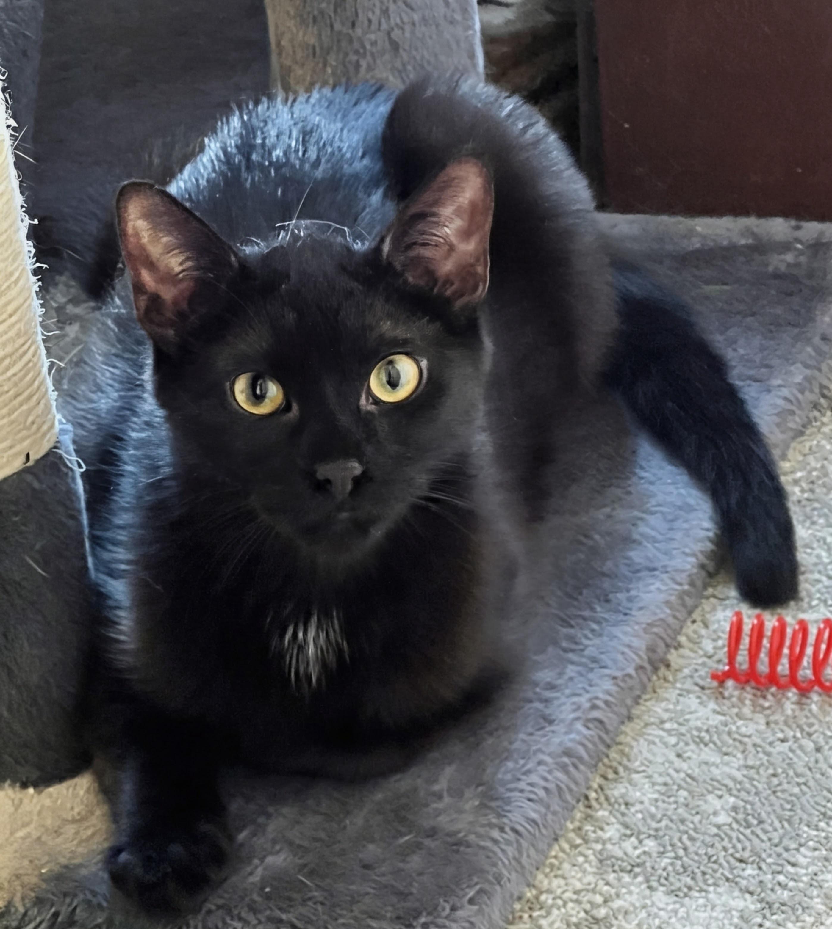 Enlarge Mushy, a ADOPTABLE Domestic Short Hair in Allentown, NJ image 2/2