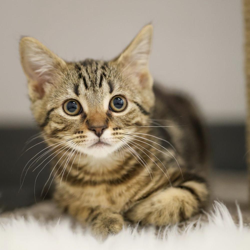 **Cat Cafe** Harry, Adoptable, Kitten Male Domestic Short Hair.