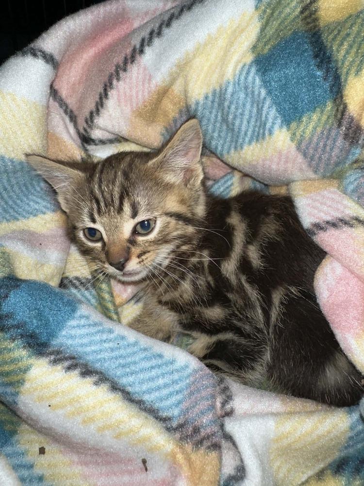 **Cat Cafe** Harry, a Adoptable Domestic Short Hair in Topeka, KS image 2/2