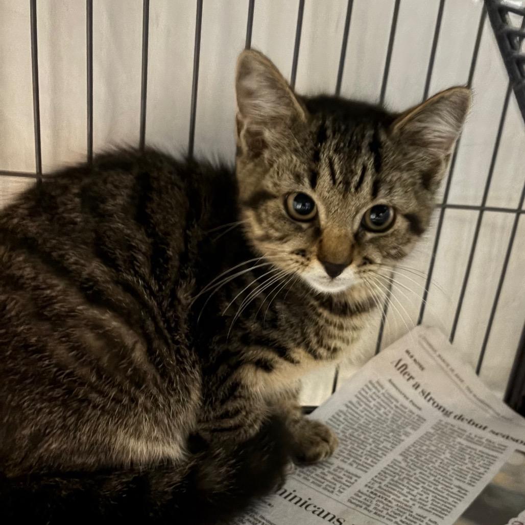 Enlarge Tiny Tiger ( Tiger ), a Adoptable Domestic Short Hair in Waldorf, MD image 2/3