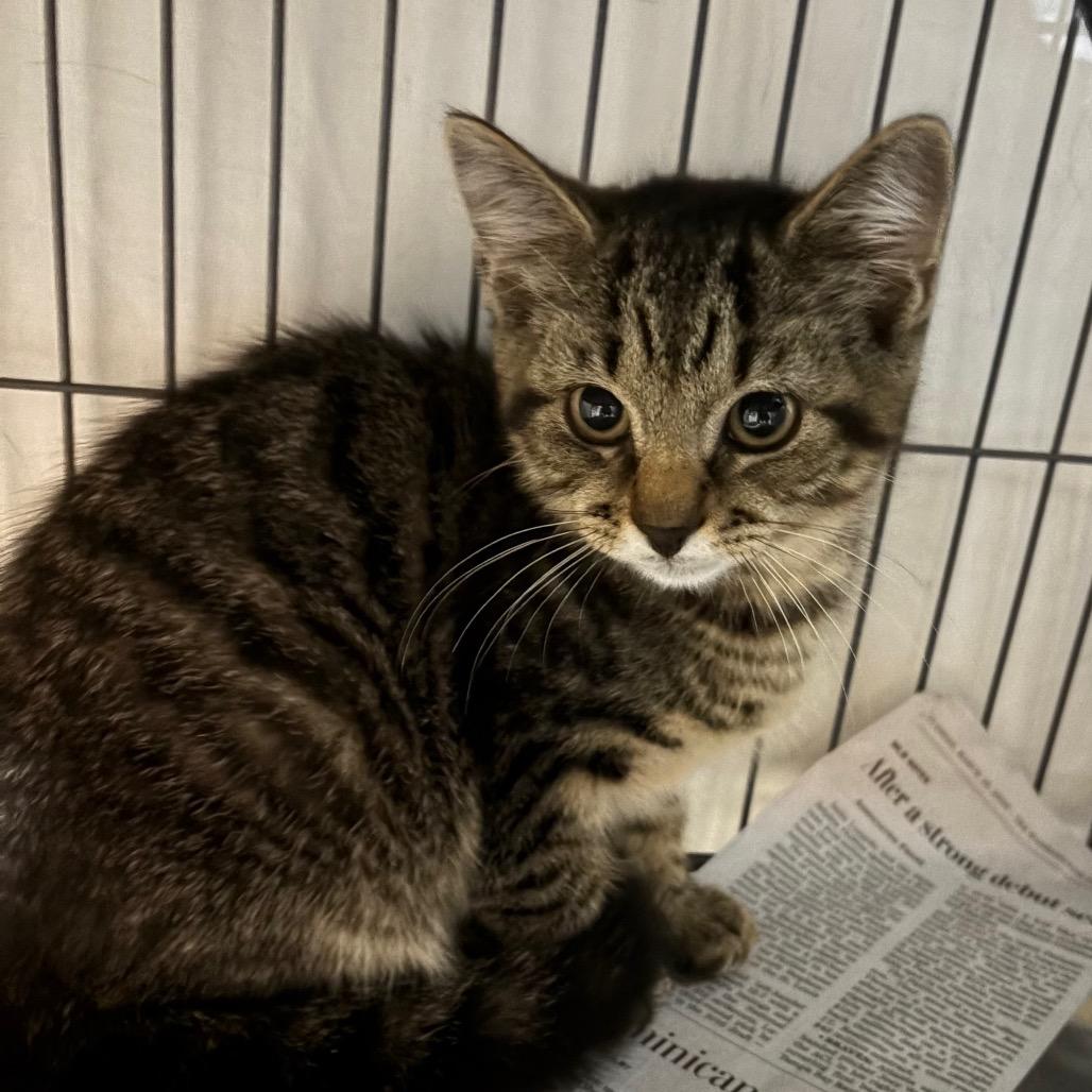 Enlarge Tiny Tiger ( Tiger ), a Adoptable Domestic Short Hair in Waldorf, MD image 3/3