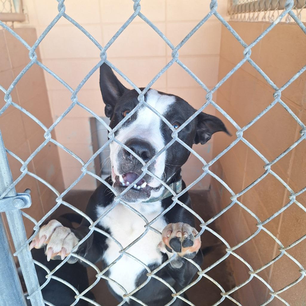 Enlarge Goblin, a Adoptable Pit Bull Terrier in Gautier, MS image 1/2