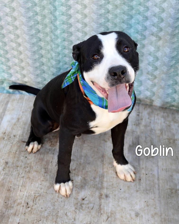 Enlarge Goblin, a Adoptable Pit Bull Terrier in Gautier, MS image 2/2