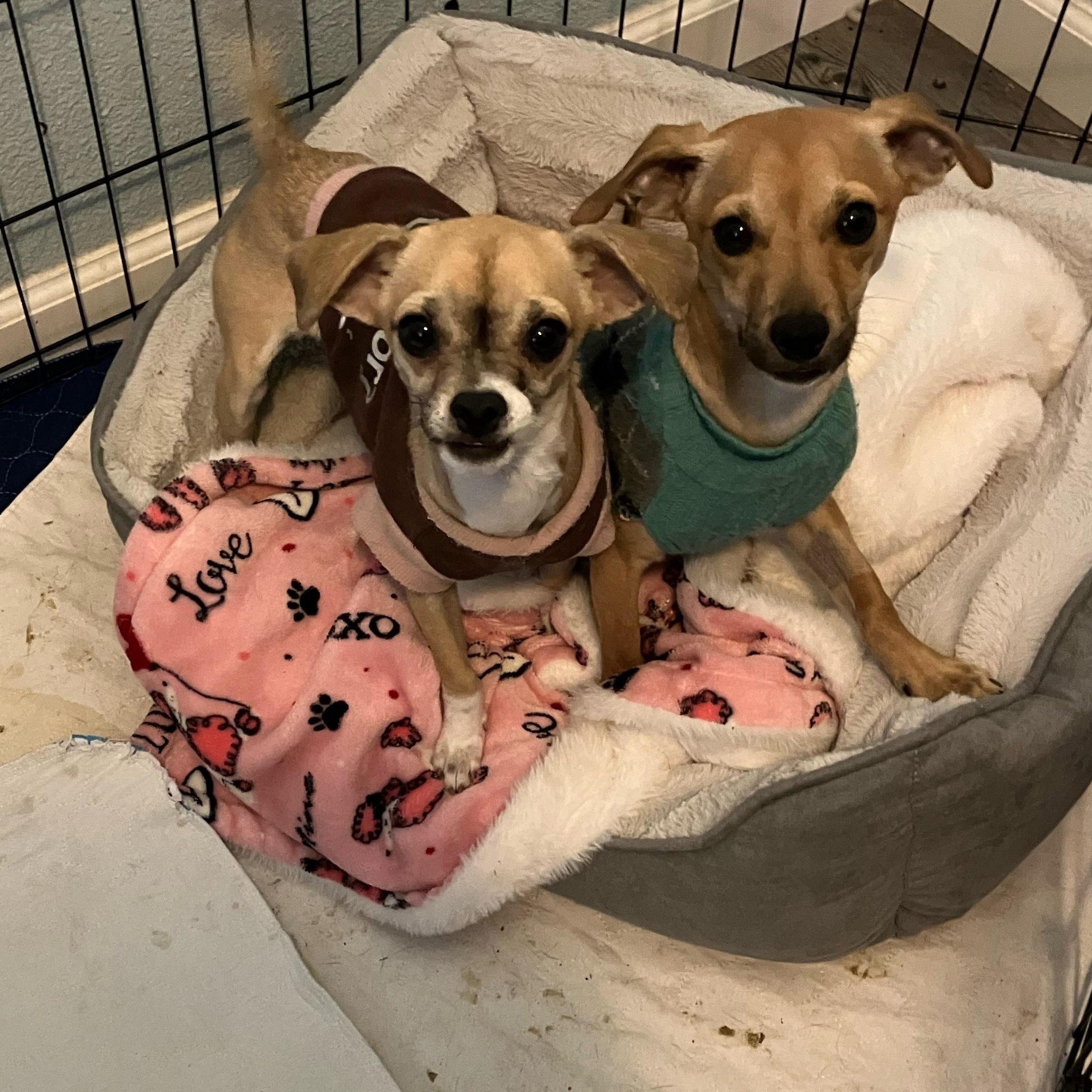 Corky, Adoptable, Young Male Chihuahua.