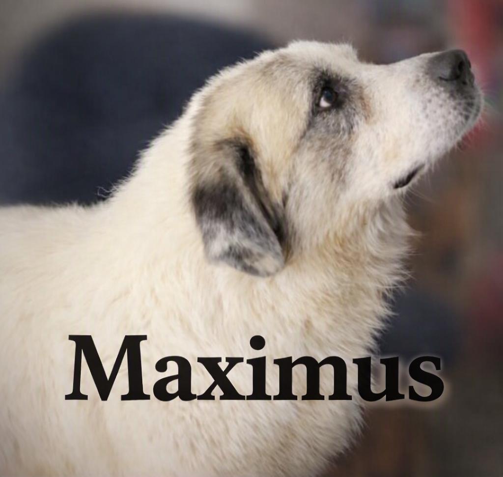 Maximus, Adoptable, Adult Male Great Pyrenees & Anatolian Shepherd.