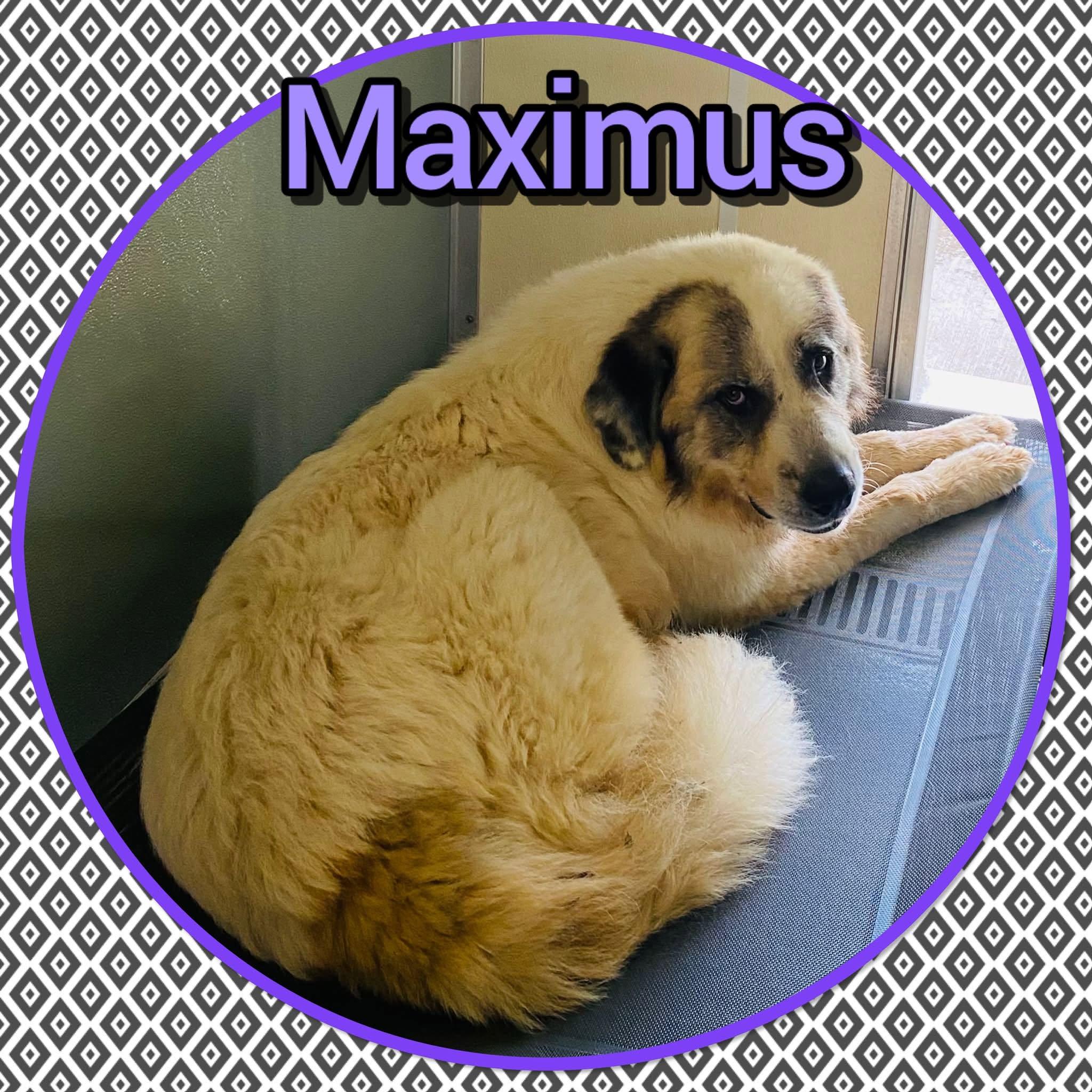 Enlarge Maximus, a Adoptable mixed breed in Bolivar, TN image 2/3
