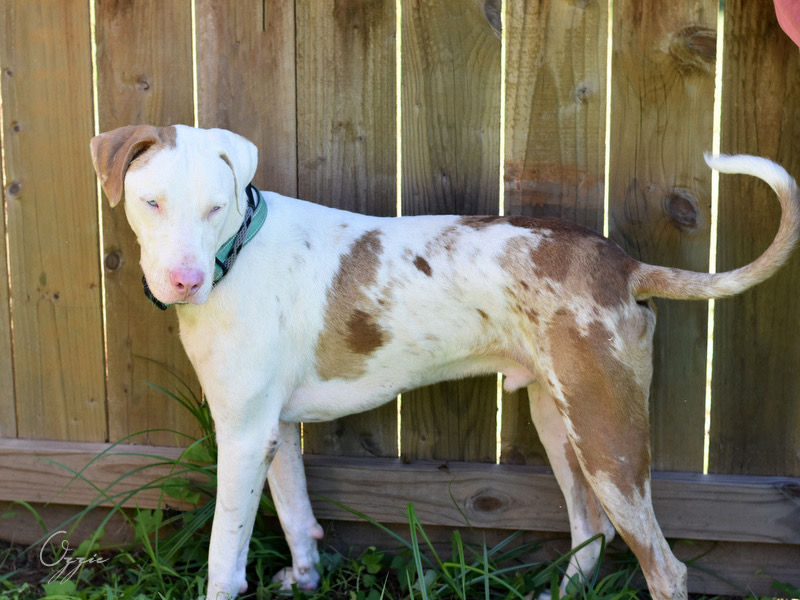 Ozzie photo 4