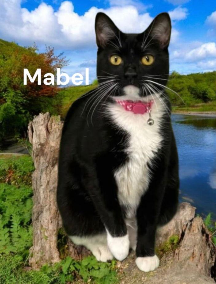 Mabel, Adoptable, Adult Female Tuxedo.